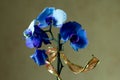 Phalaenopsis /ÃÅblue / Blume 1825, known as moth orchids, abbreviated Phal in the horticultural trade,[2] an orchid Royalty Free Stock Photo